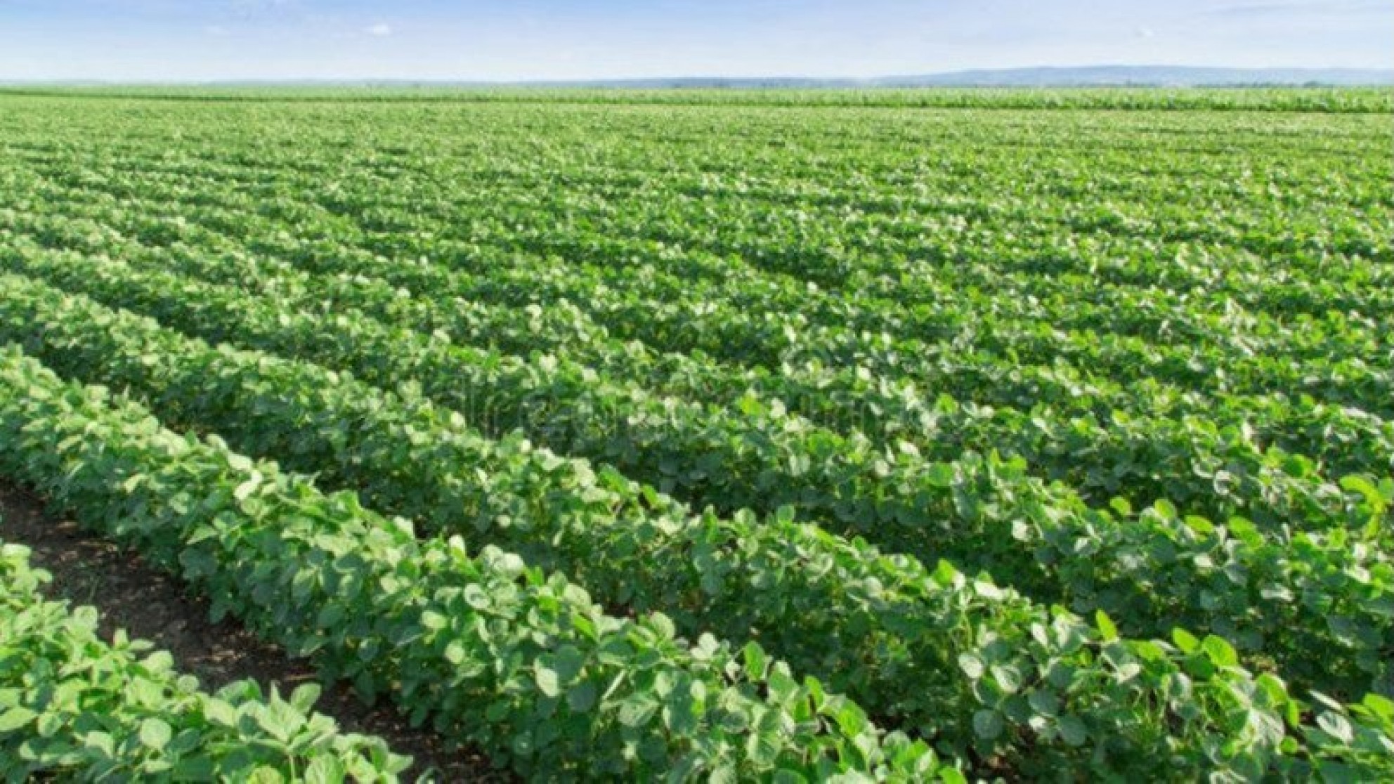 El Gobierno confirmó el aumento a las retenciones para la harina y el aceite de soja